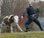 Escaped cow running-at-large, focused on first responder; The Local.de; Deutsche Presse-Agentur (dpa)